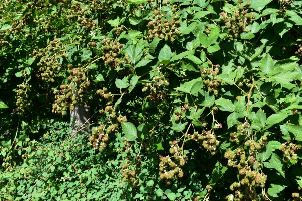 Brombeeren 22-07-2025.JPG