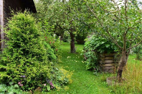 Fallobst Klarapfel 26-07-2025.JPG