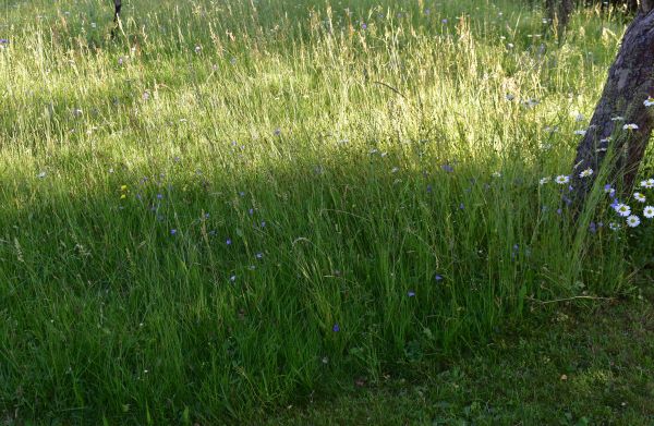 Wiese 17-06-2025.JPG