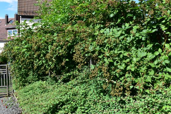 Aussenseite Brombeeren 22-07-2025.JPG