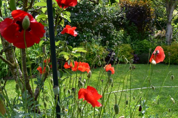 Mohn Abteilung Park 17-06-2025.JPG