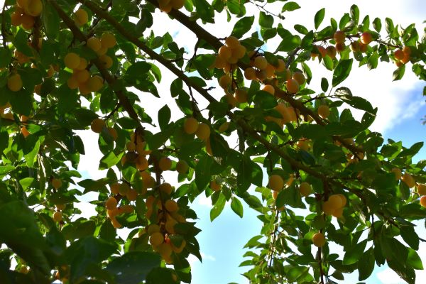 12-September 2025-.JPG