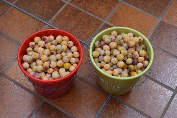 Mirabellen Nancy 12-09-2025.JPG